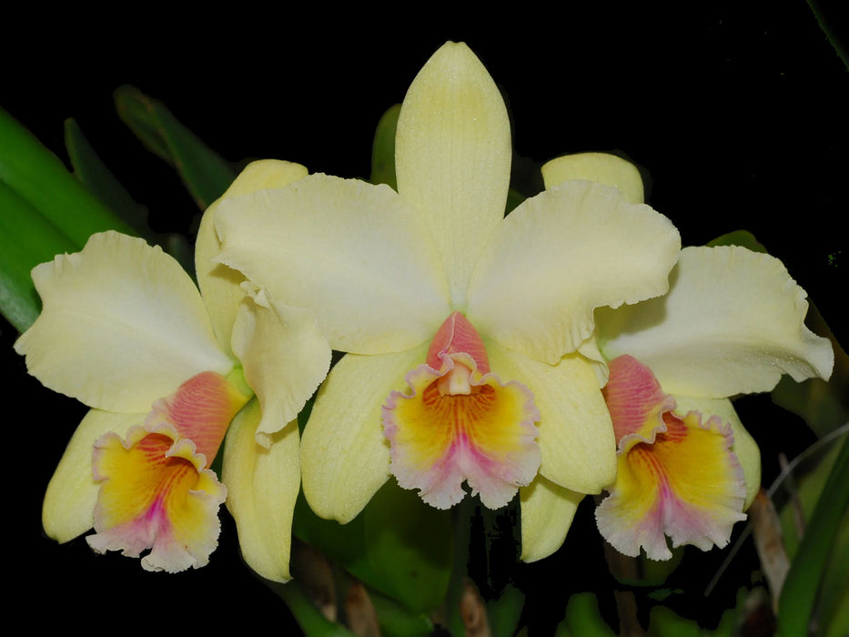 Rhyncholaeliocattleya George King 'Southern Cross'