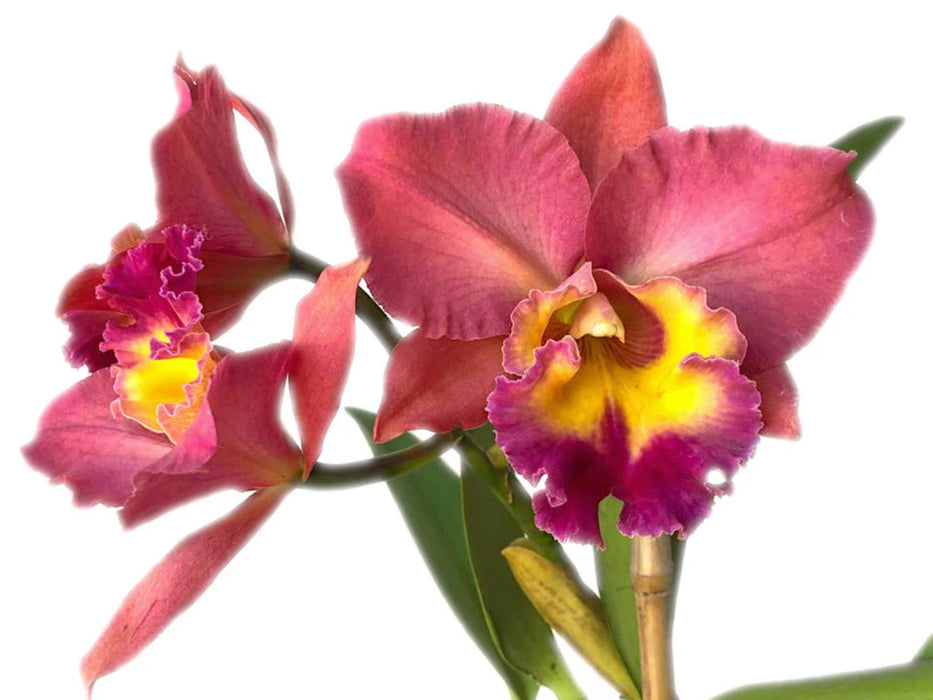 Rhyncholaeliacattleya Goldenzelle 'Orange Pun Pink' ACC/AOS