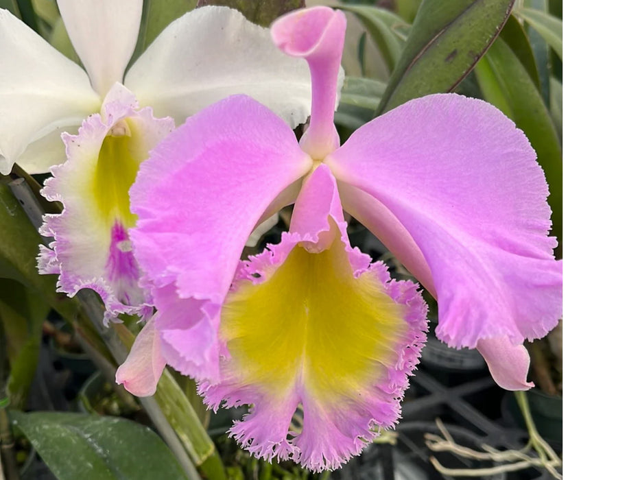 Rhyncholaeliocattleya Grace Carmen Tolentino