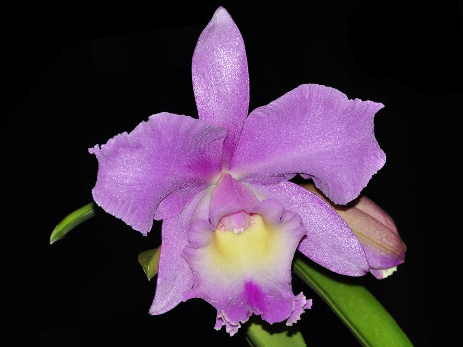 Rhyncholaeliocattleya Nakagami Grace