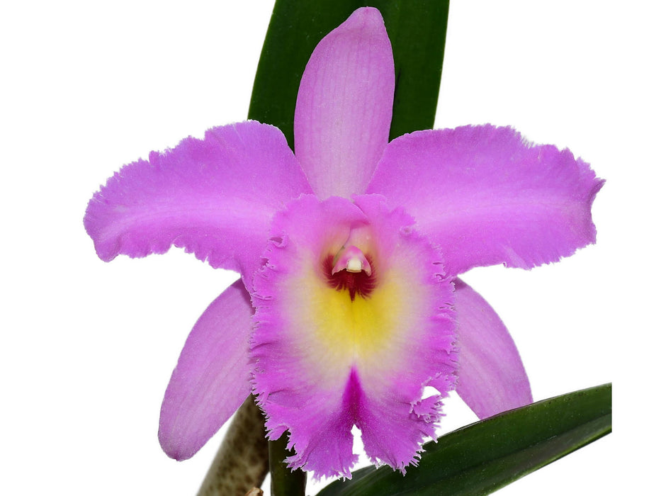 Rhyncholaeliocattleya Memoria Pipa Garcia Recinos