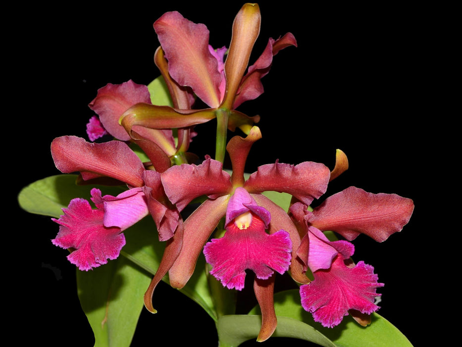 Cattleya Chamberlainiana