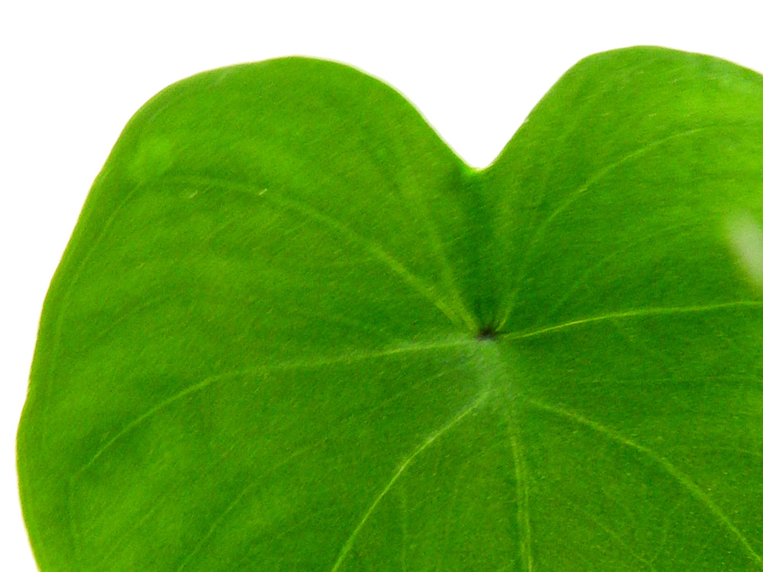 Colocasia esculenta 'Black Diamond' (5,5cm Topf)