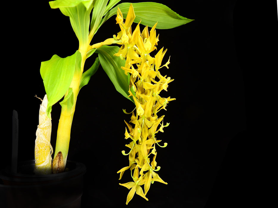 Cycnoches herrenhusanum