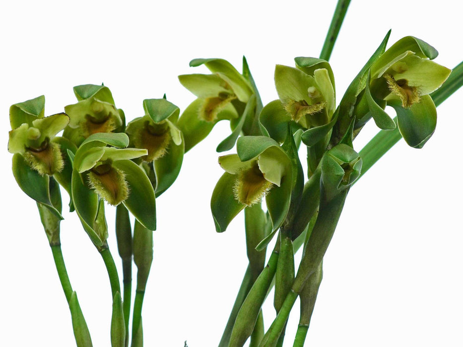 Lycaste reichenbachii