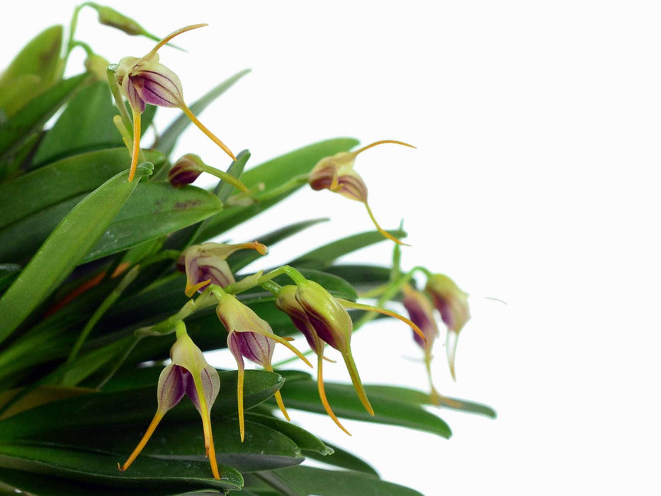 Masdevallia attenuata