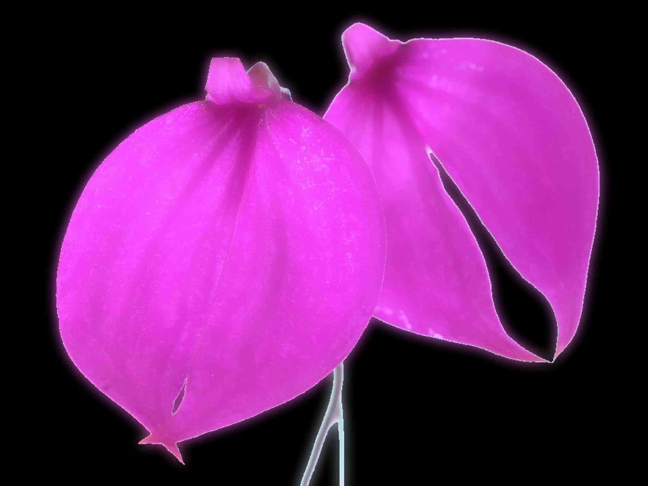 Masdevallia coccinea 'Jhon'