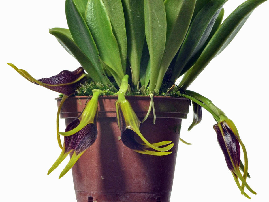 Masdevallia descendens