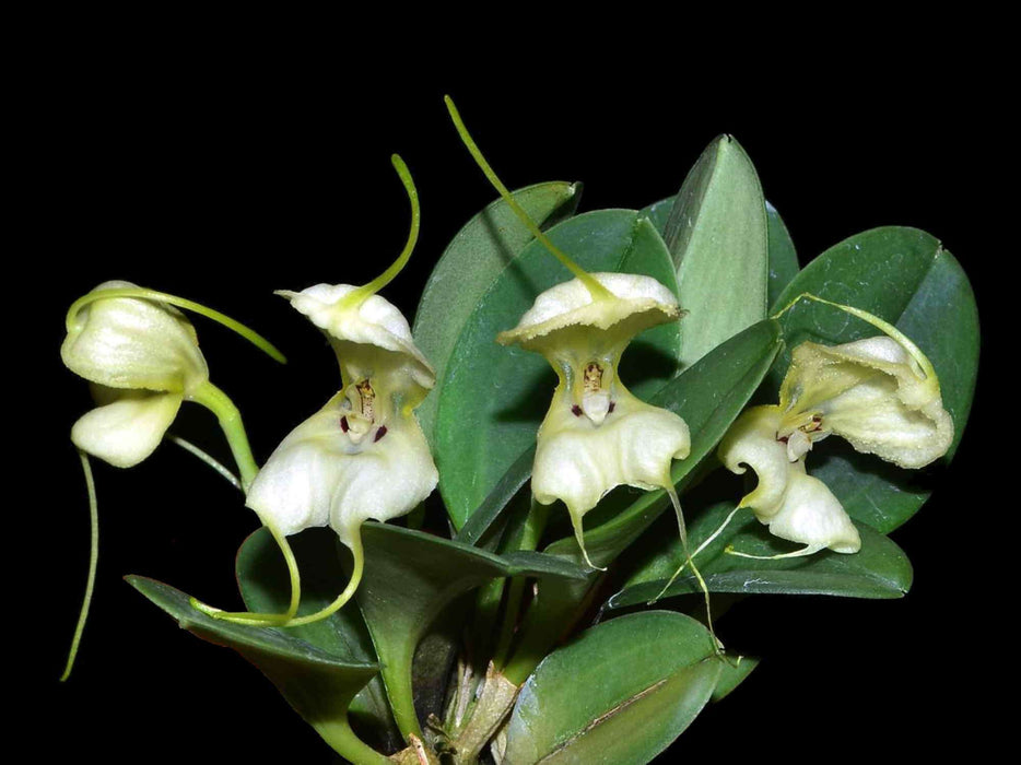 Masdevallia leonii