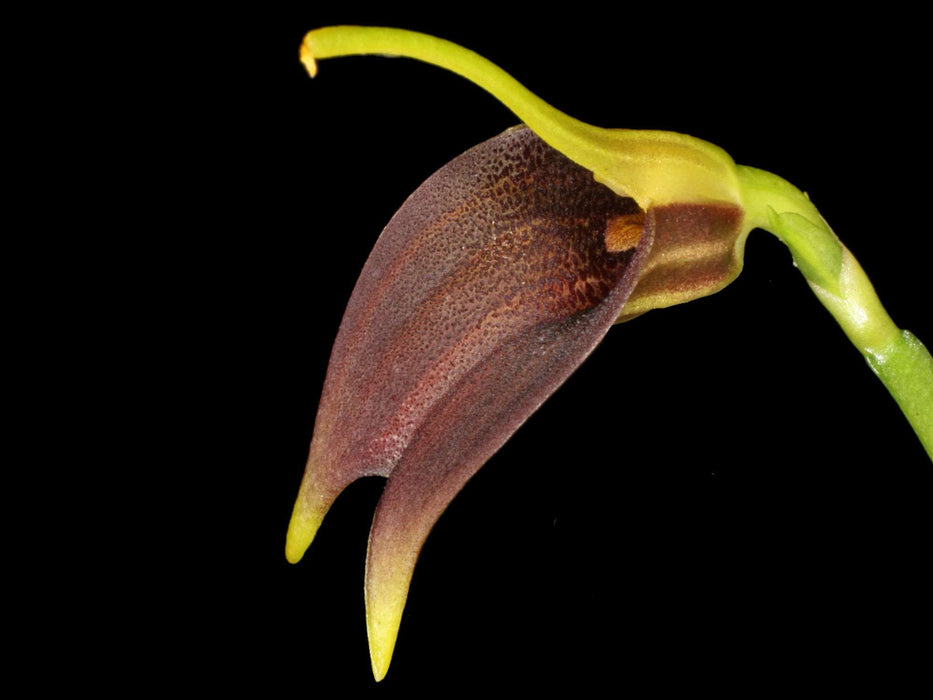 Masdevallia sanguinea