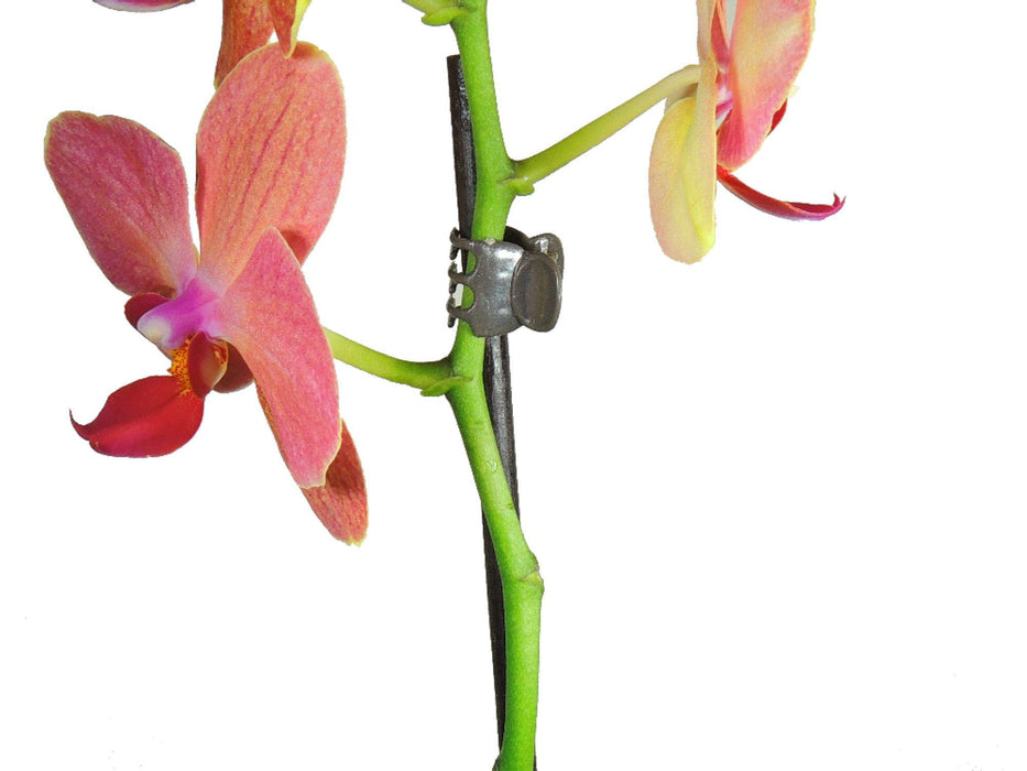 Orchideenclipse braun, Größe L