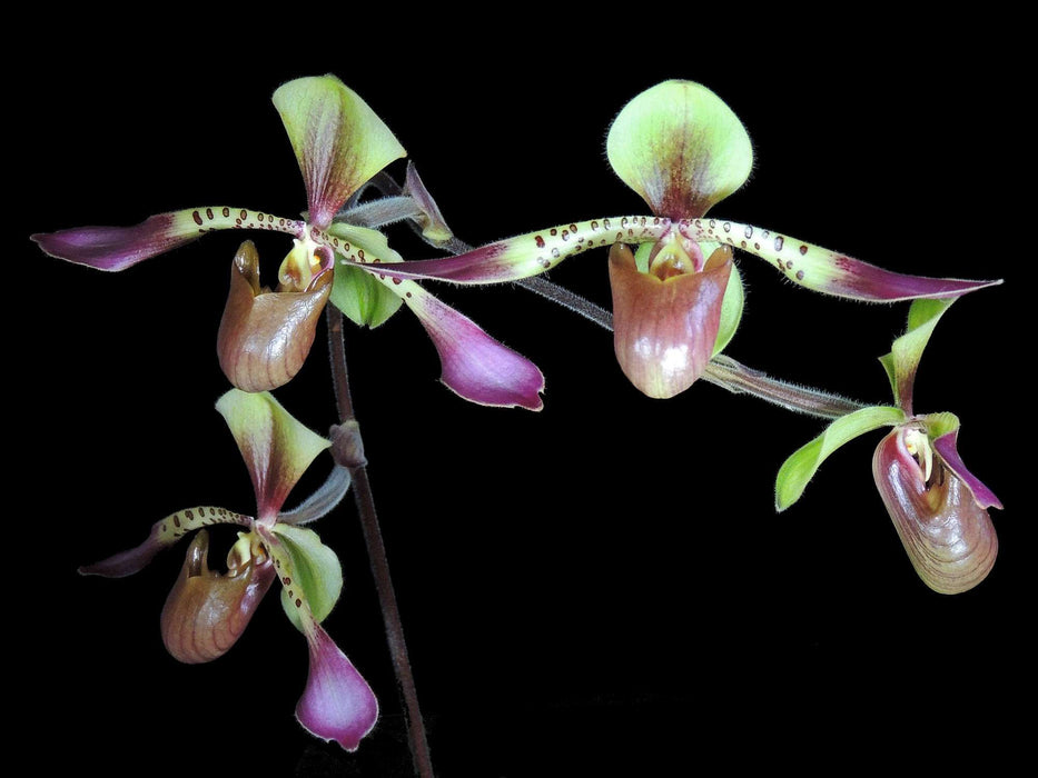 Paphiopedilum lowii