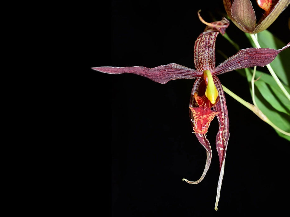 Paphinia posadarum