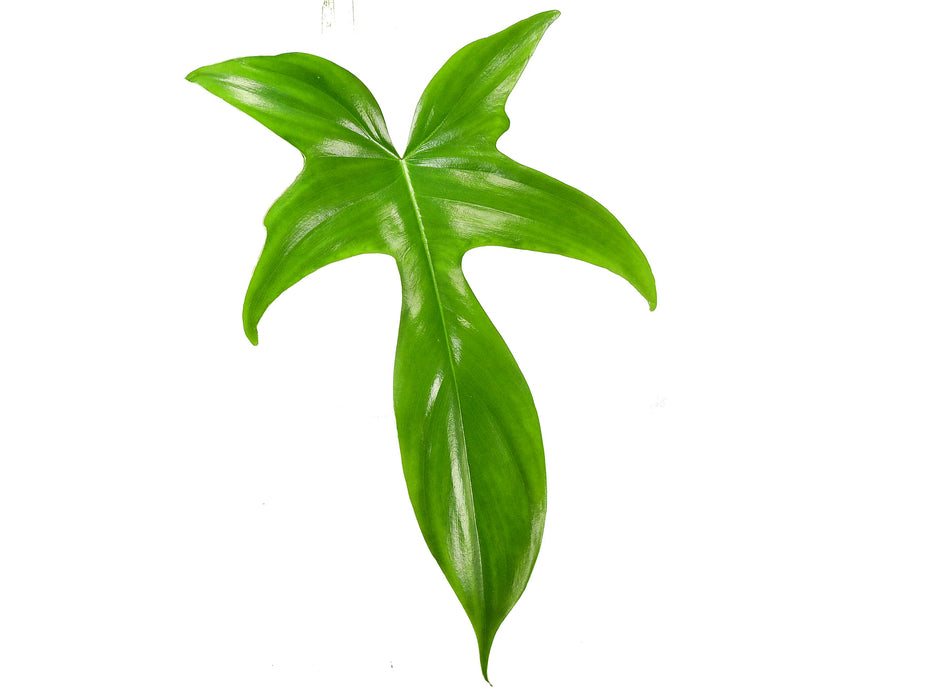 Philodendron  Florida