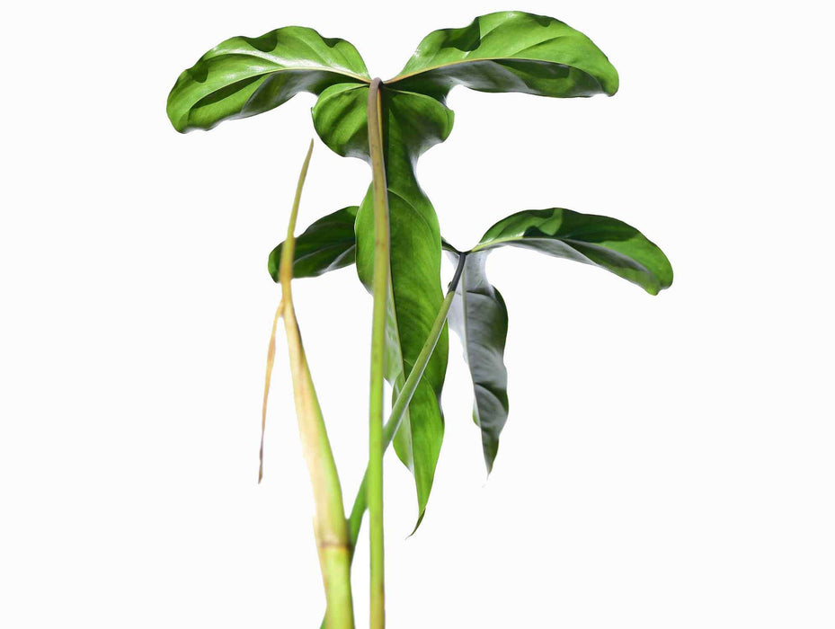 Philodendron delinksii