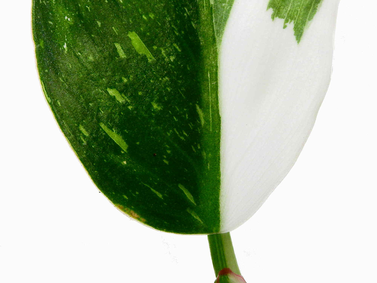 Philodendron erubescens 'White Princess' (5,5 Topf)