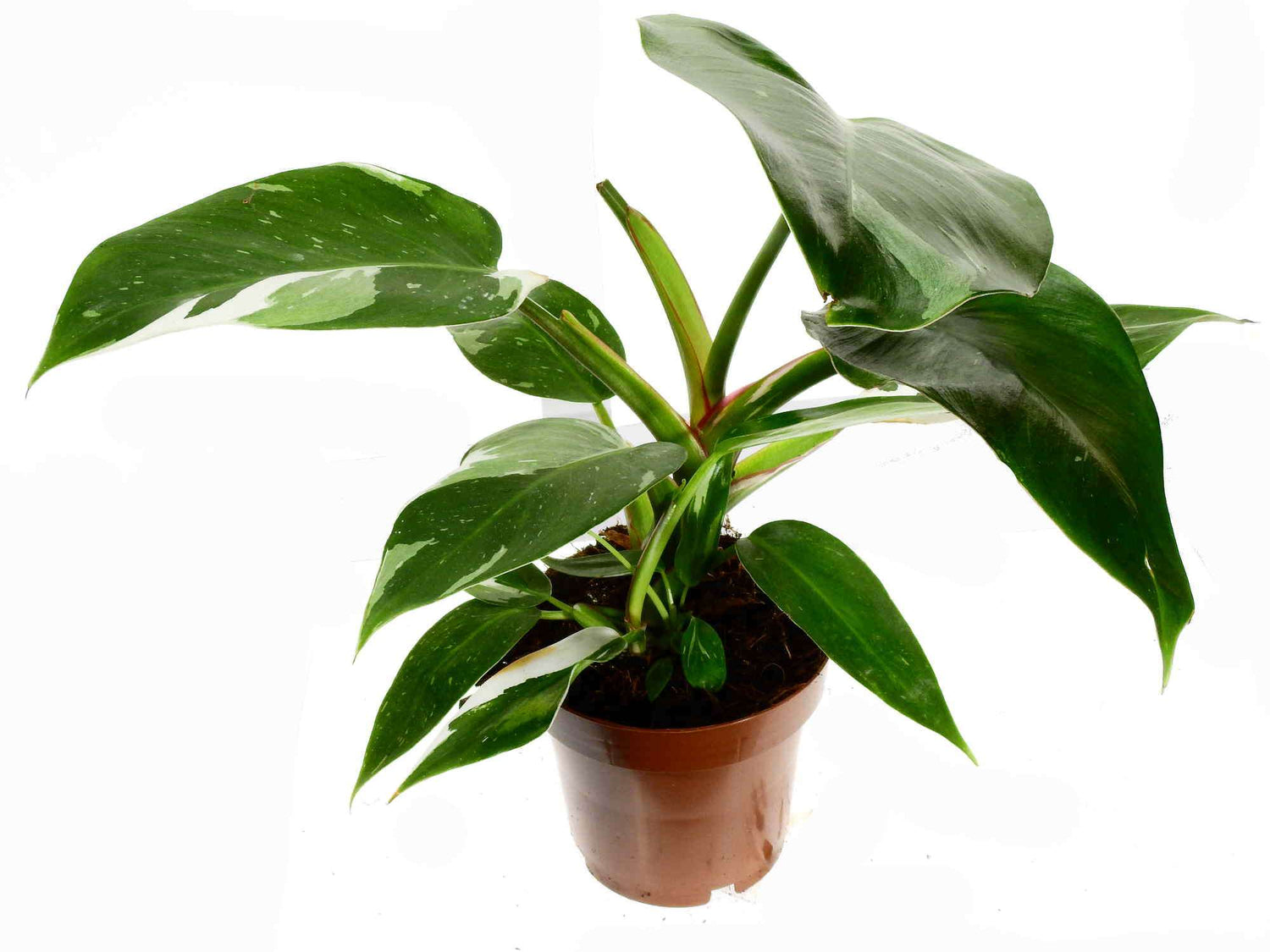 Philodendron erubescens 'White Princess' (5,5cm Topf)