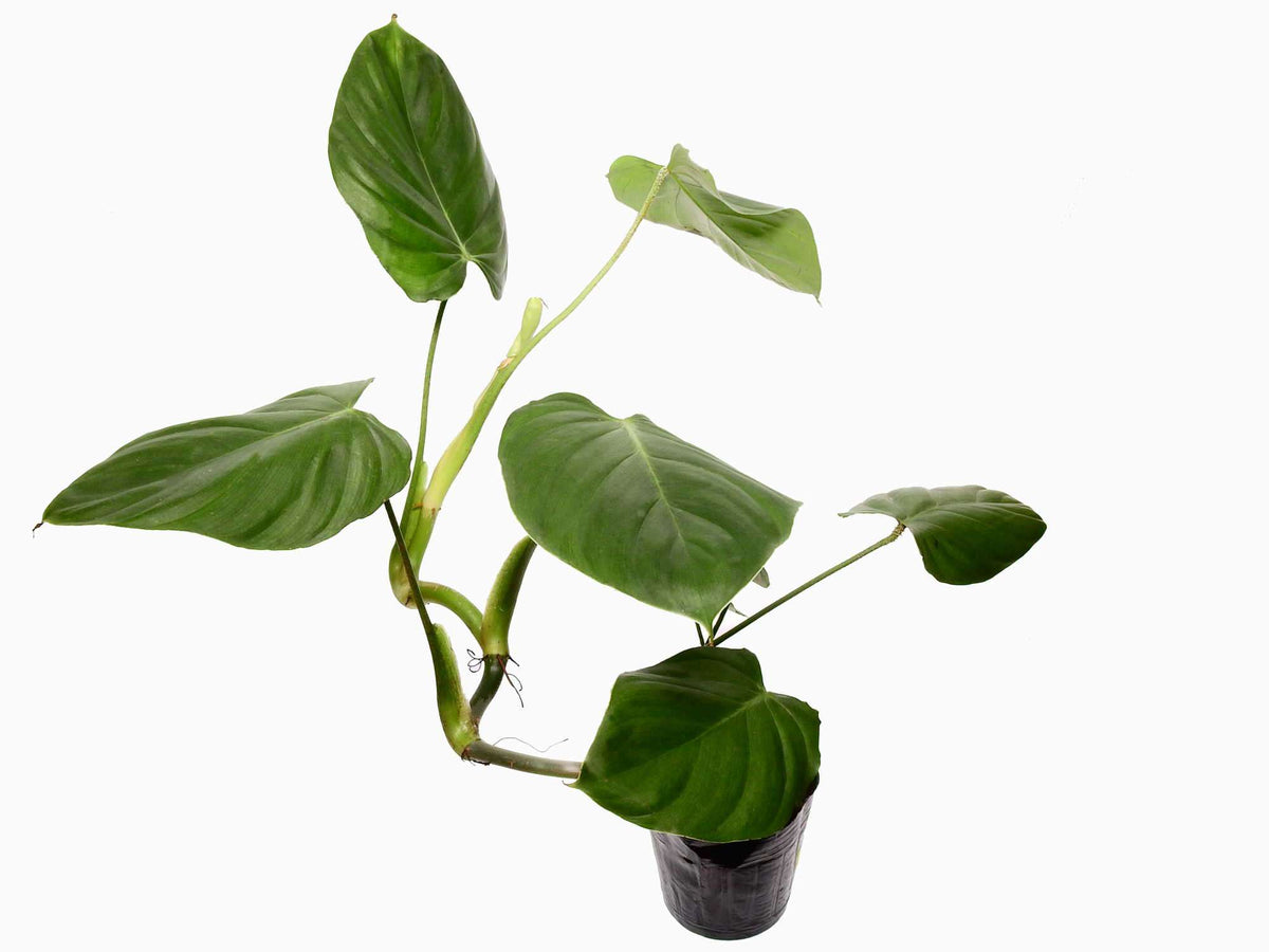 Philodendron asperatum, *RARE* online Collector's Plant