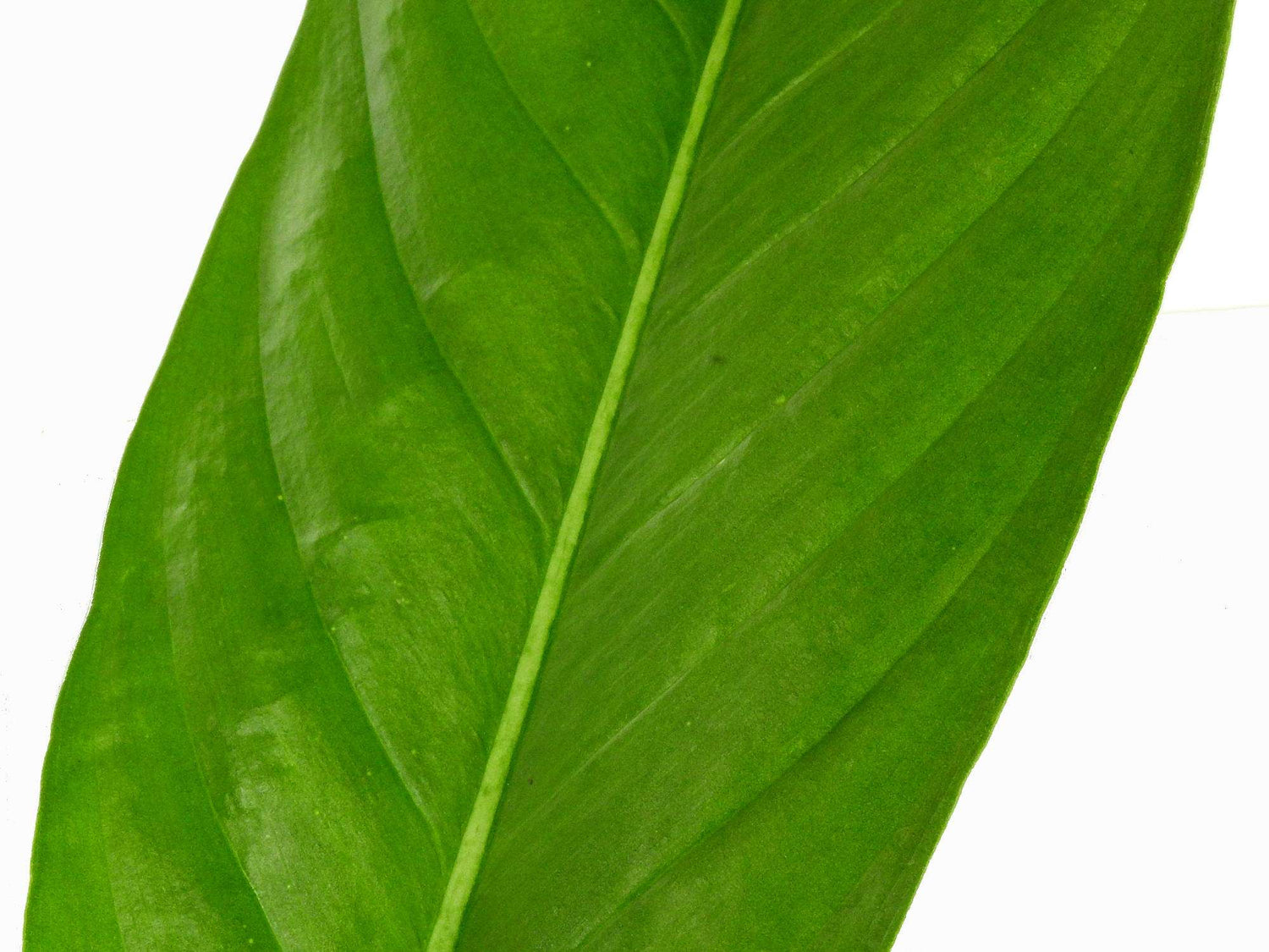 Philodendron acutifolium