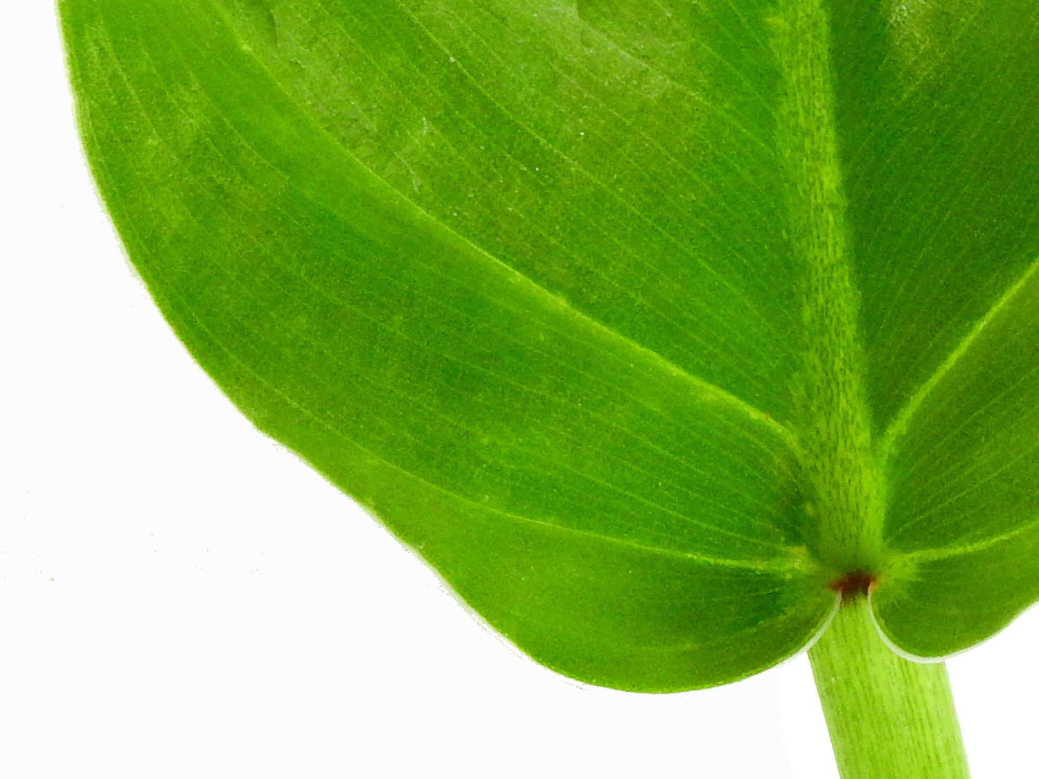 Philodendron angustialatum  S