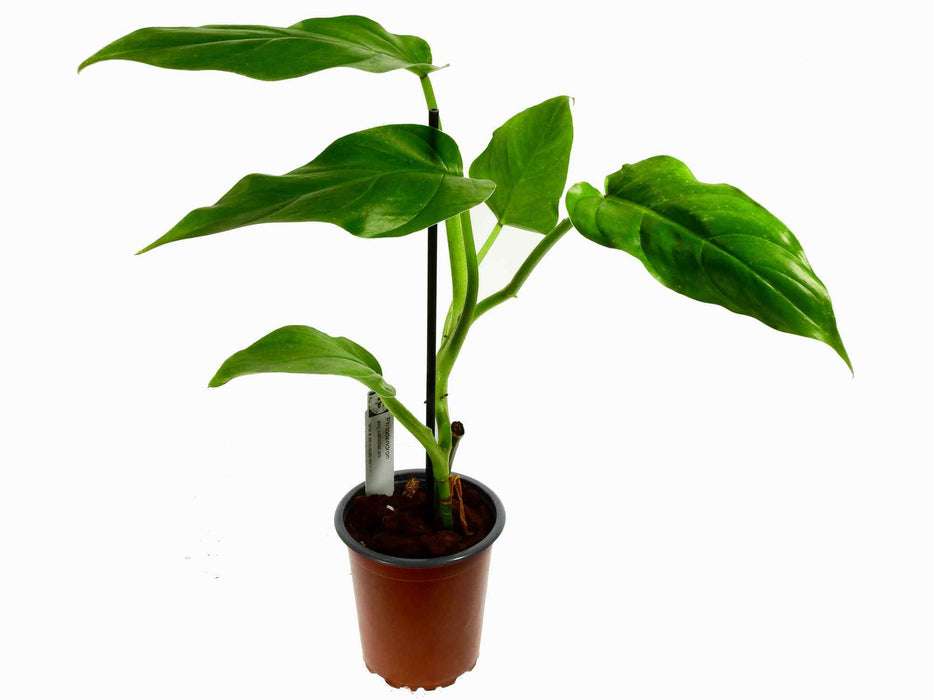 Philodendron angustialatum  S