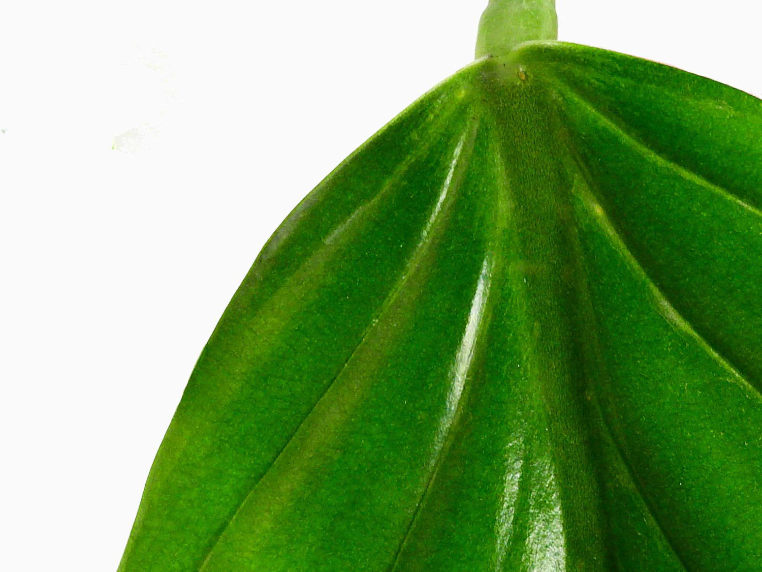 Philodendron asplundii