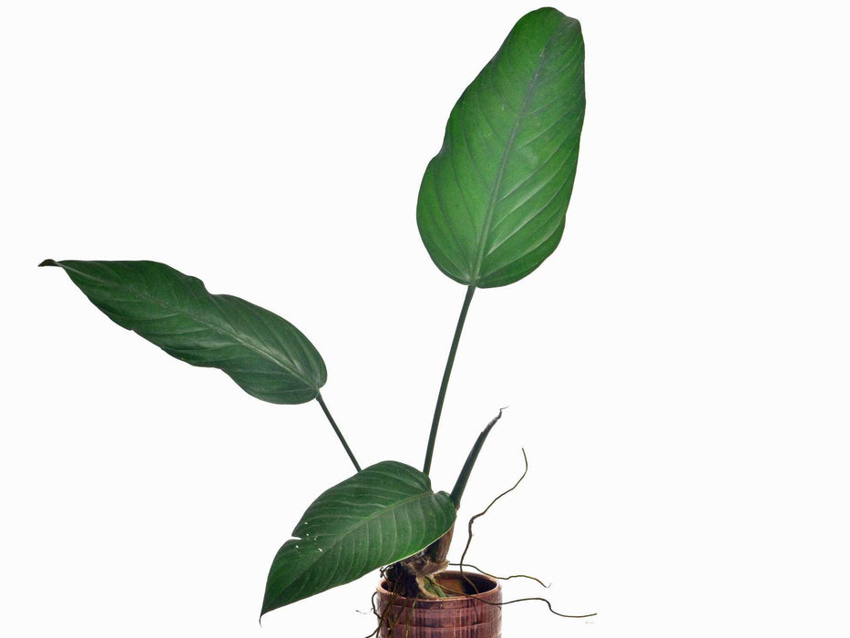 Philodendron asplundii