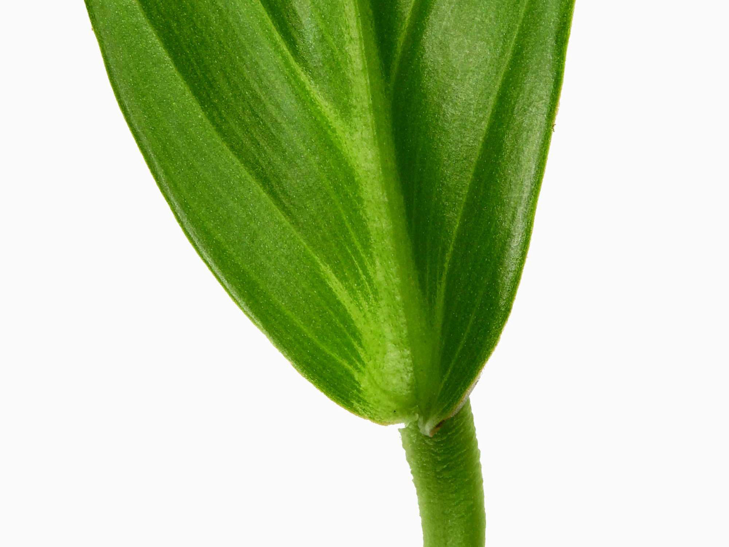 Philodendron baudoense