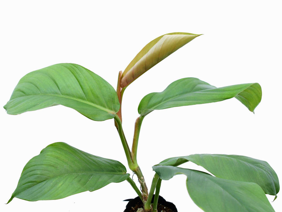 Philodendron baudoense