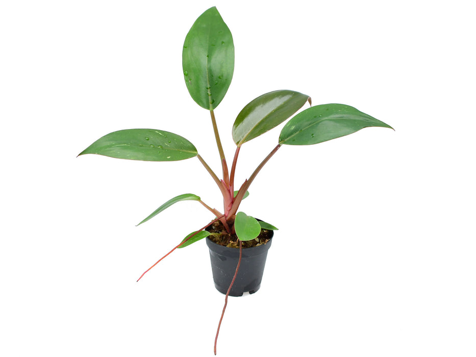 Philodendron erubescens 'Birkin Pink' (5,5cm Topf)