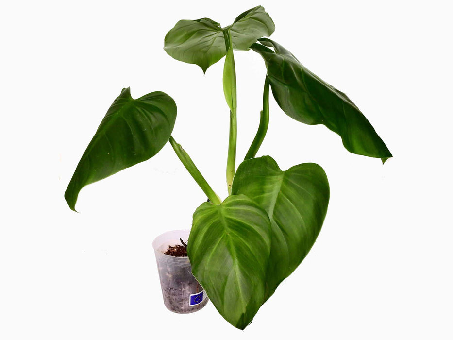 Philodendron dodsonii