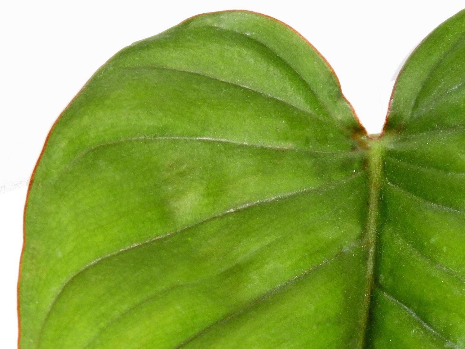 Philodendron ernestii 'Red'