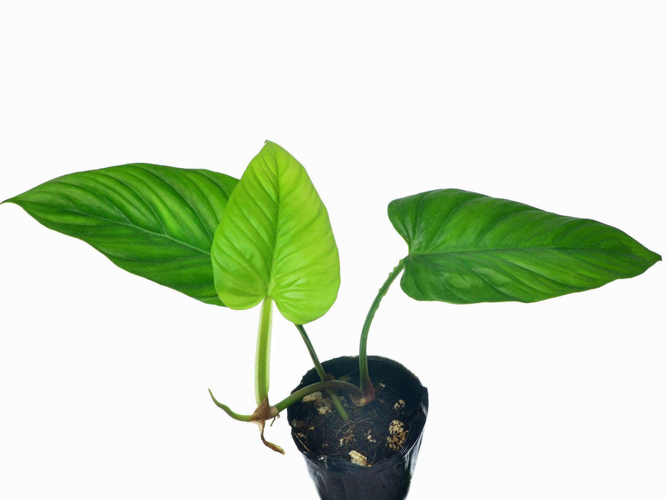 Philodendron ernestii