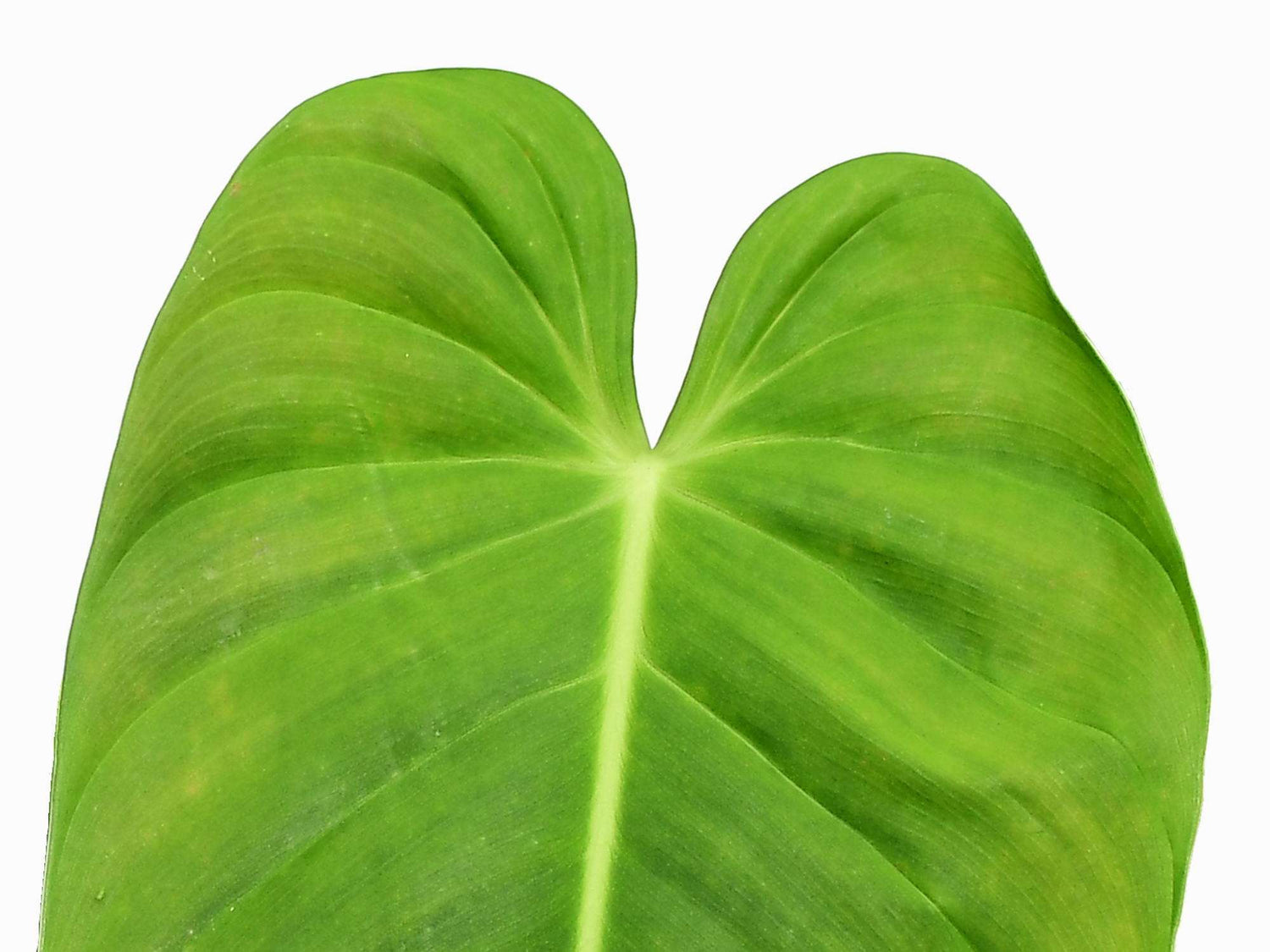 Philodendron esmeraldense 'Narrow'