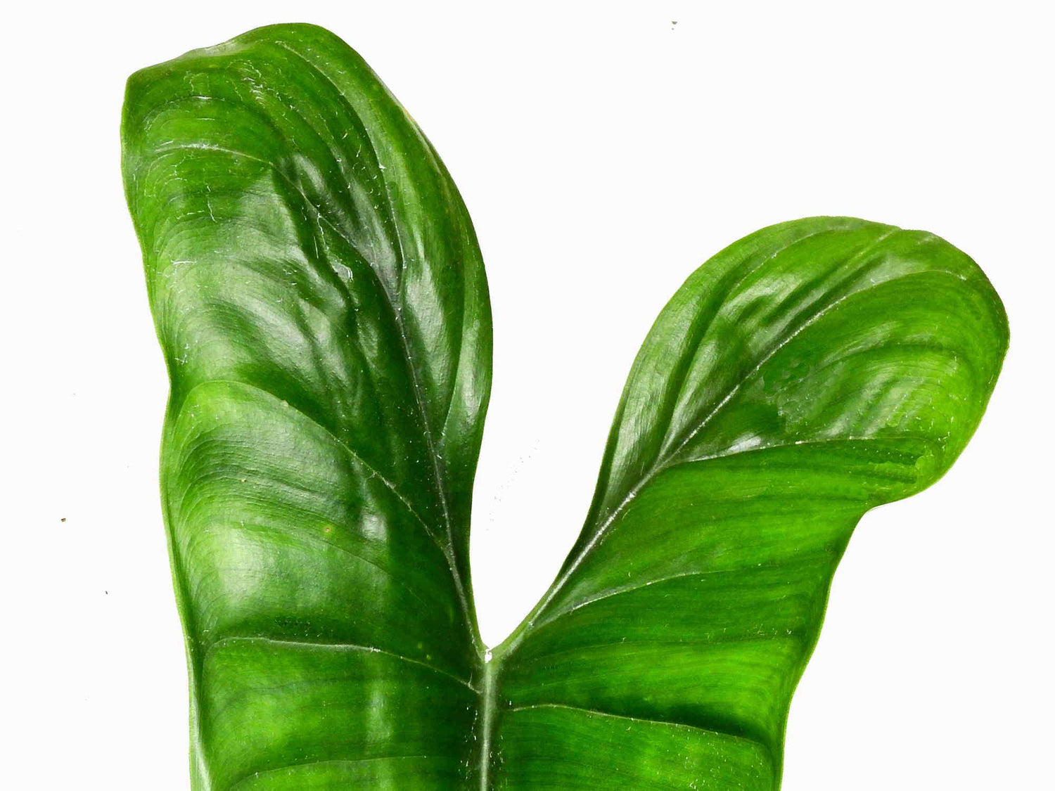 Philodendron felix hort.