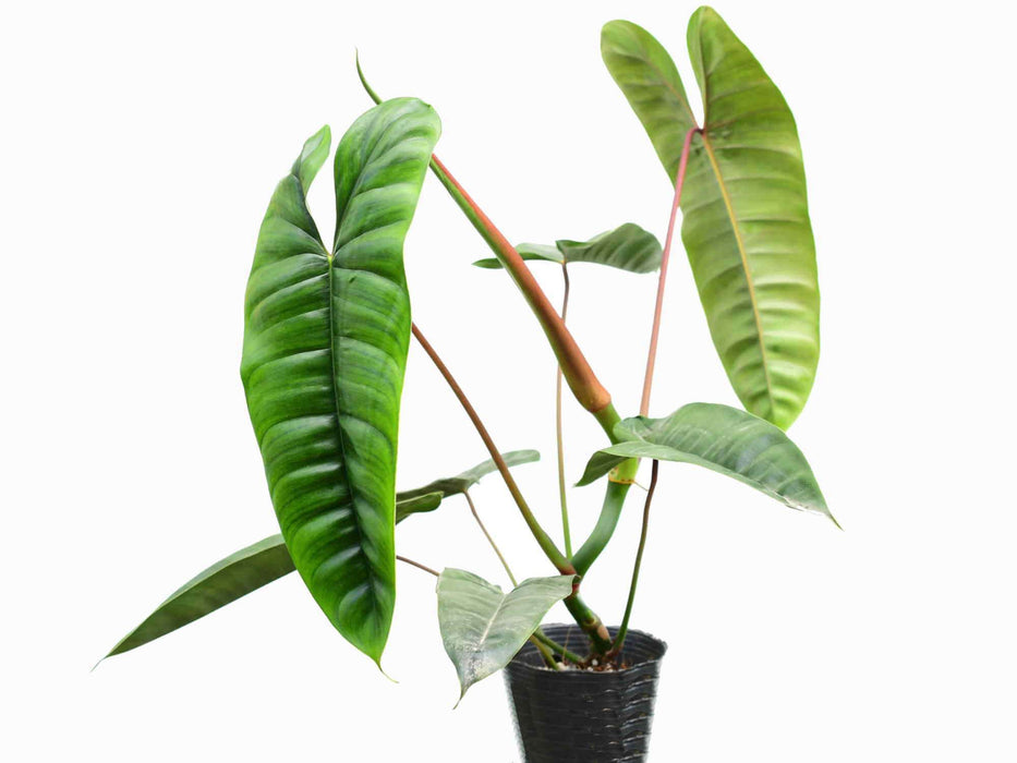 Philodendron felix hort.