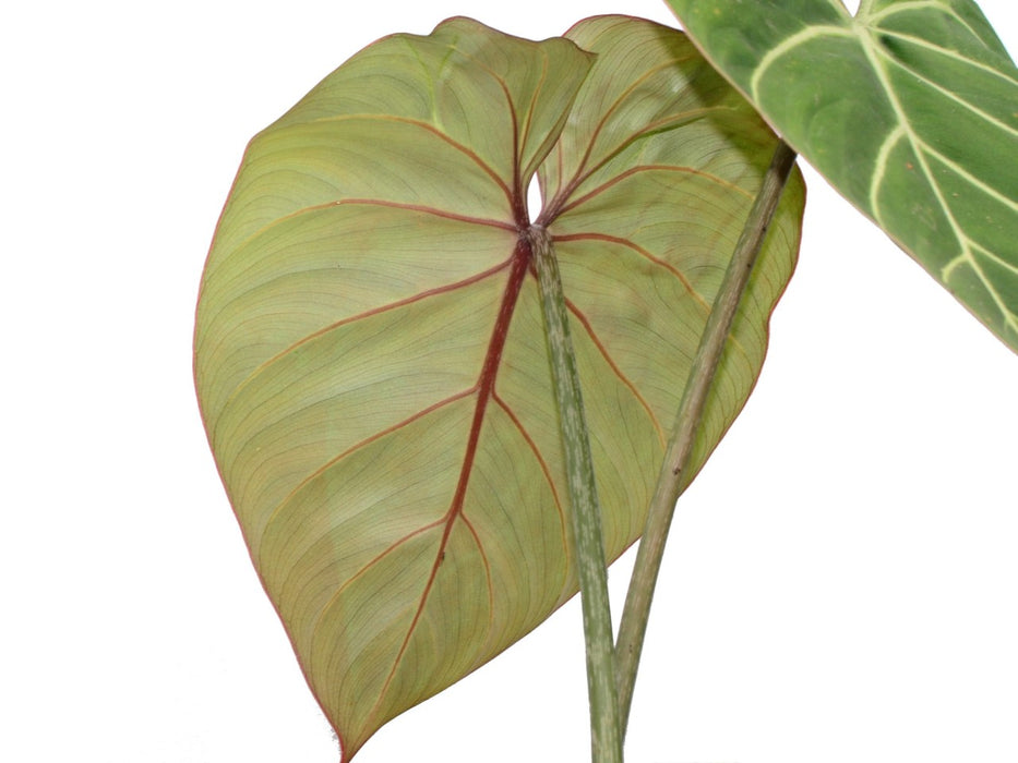 Philodendron gloriosum