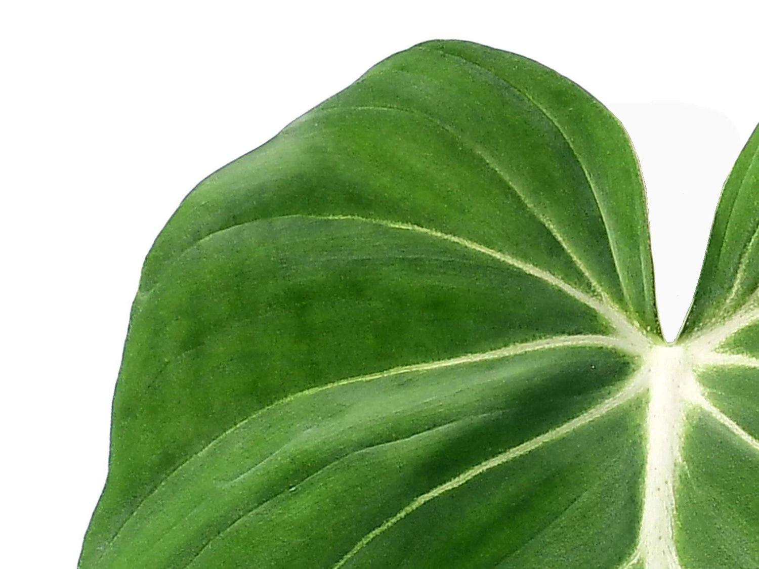 Philodendron gloriosum