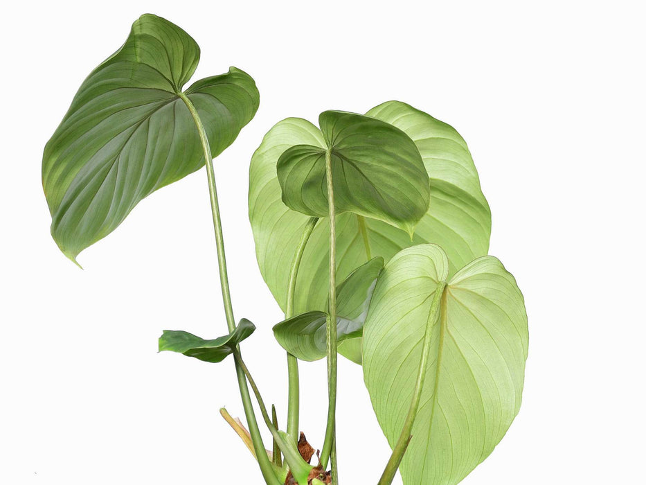 Philodendron gloriosum