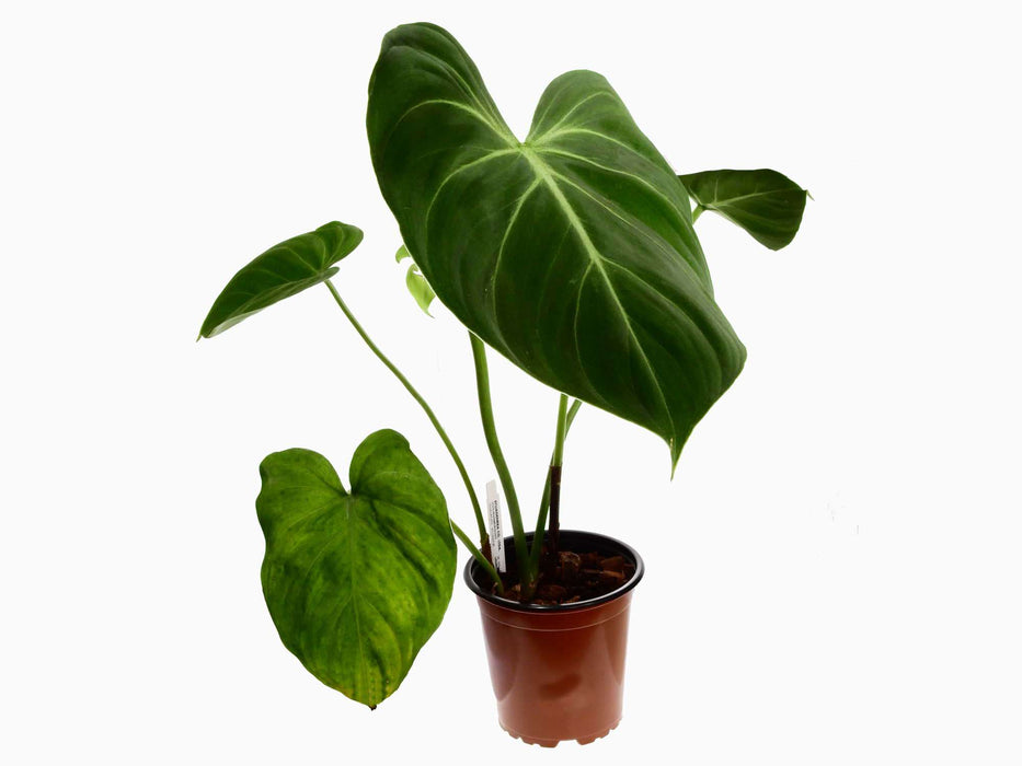 Philodendron gloriosum 'Verde'