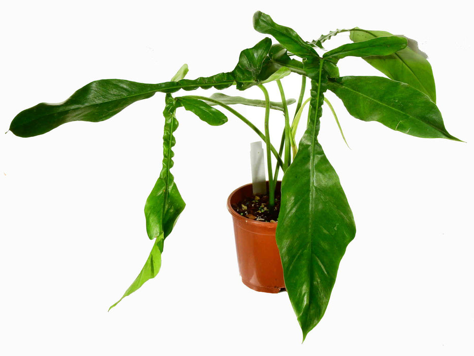 Philodendron joepii hort.