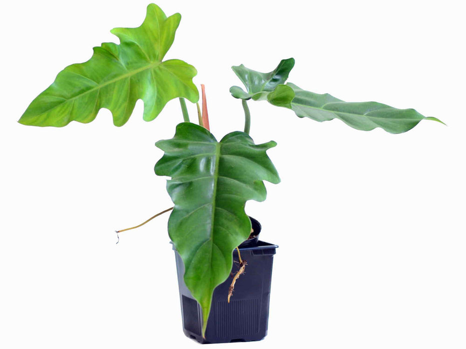 Philodendron lacerum cf.