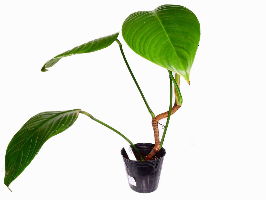 Philodendron lentii