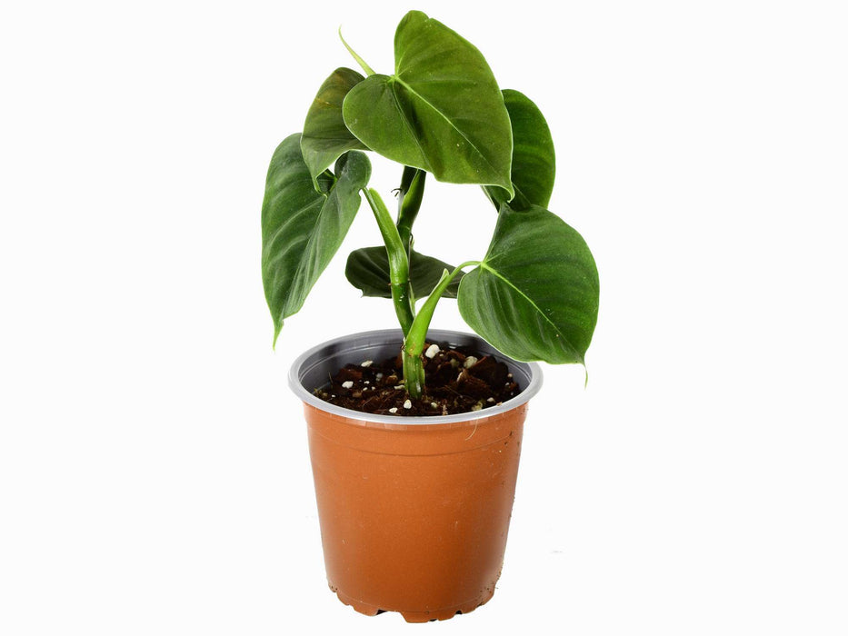 Philodendron lupinum