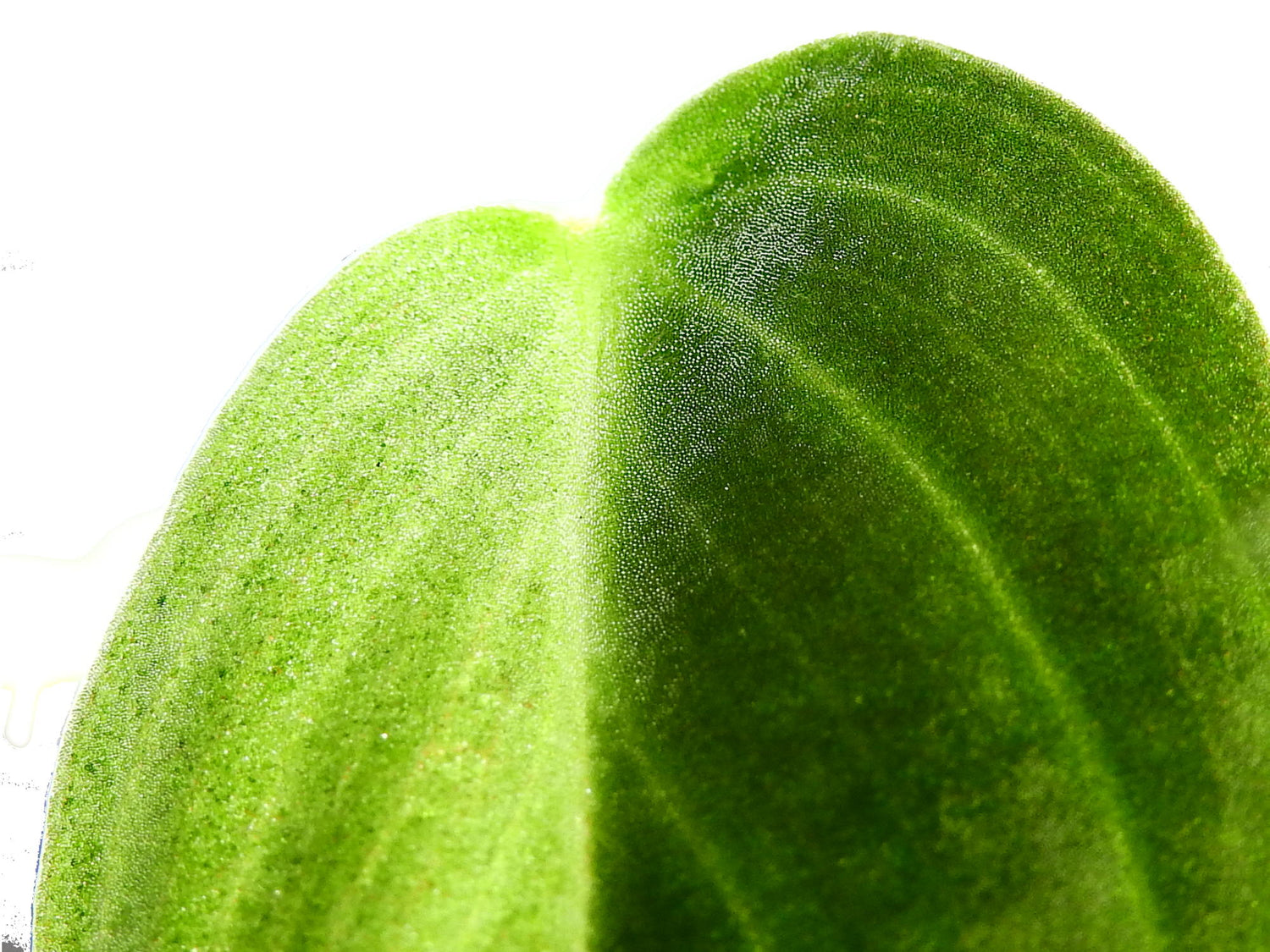 Philodendron melanochrysum variegata