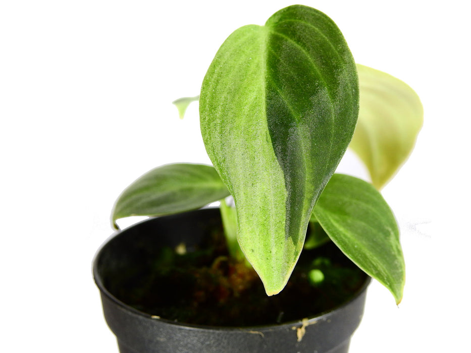 Philodendron melanochrysum variegata