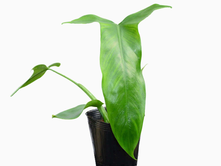 Philodendron micranthum