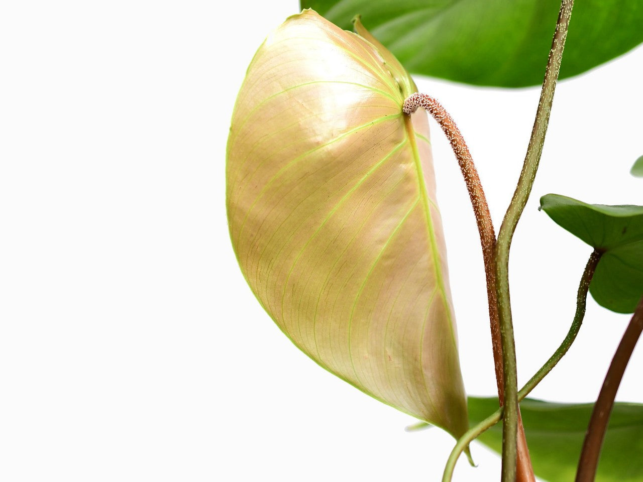 Philodendron nangaritense