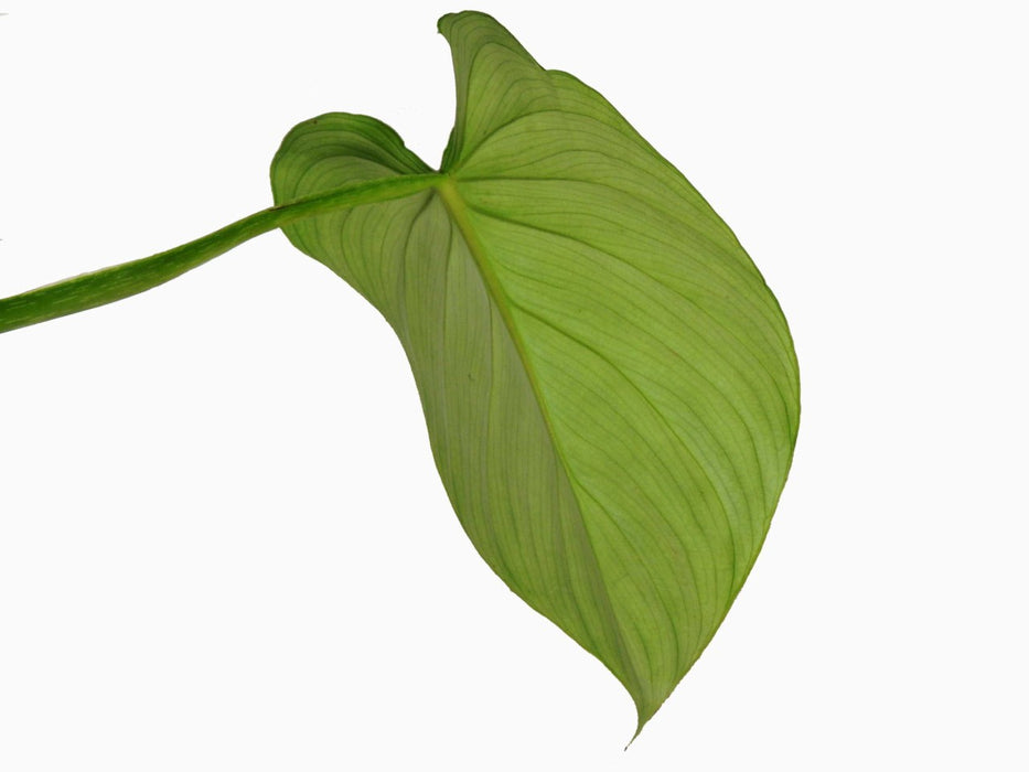 Philodendron plowmanii 'Citrus'