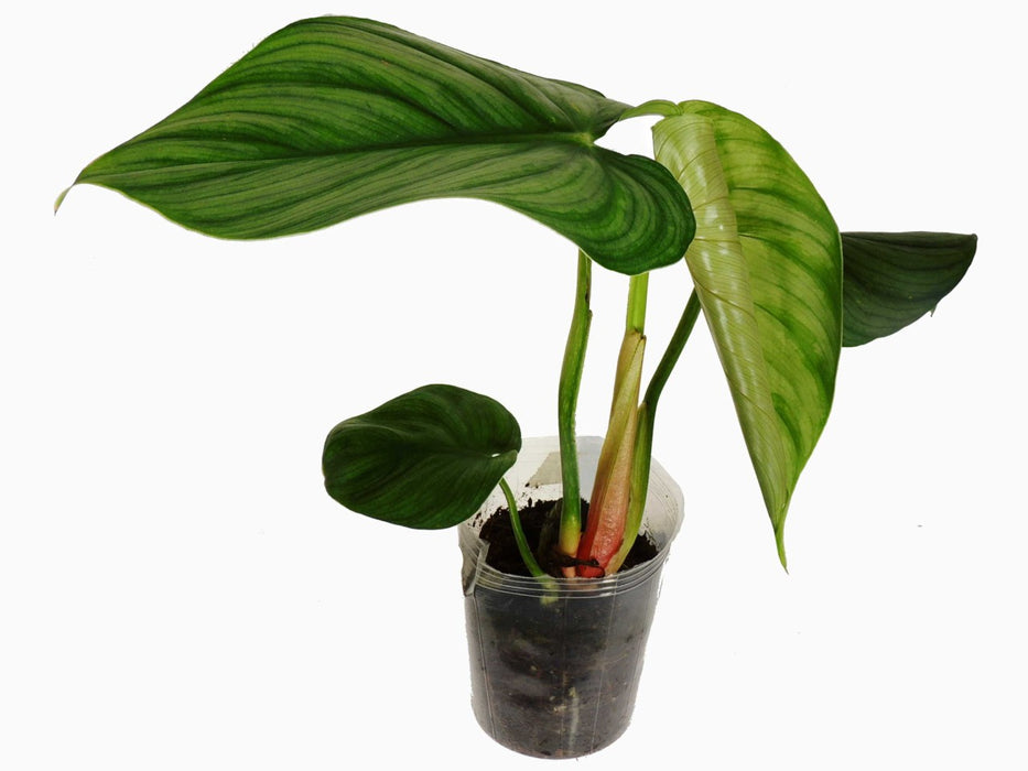 Philodendron plowmanii 'Citrus'